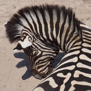 Botswana Hunting Burchell's Plain Zebra