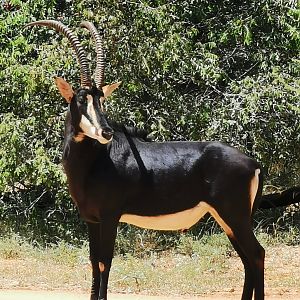 Hunt Sable South Africa