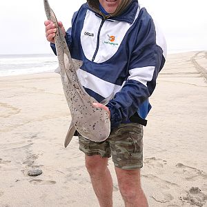 Namibia Fishing Spotted Gully Shark