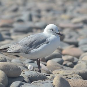 Seagull Namibia