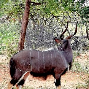 Nyala South Africa