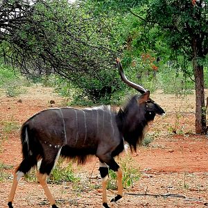 Nyala South Africa