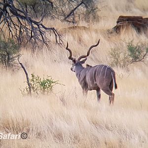 Kudu Namibia