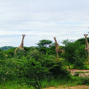 Giraffe Namibia