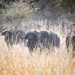 Cape Buffalo Namibia