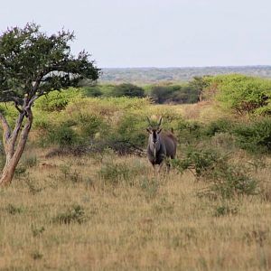 Eland Bull Namibia