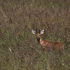 Steenbok Namibia
