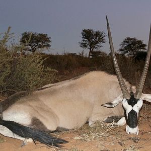 Hunt Gemsbok in Namibia