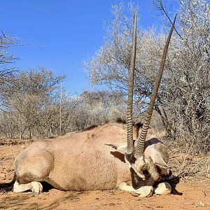 Gemsbok Hunting Namibia