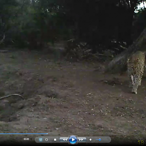 Leopard on trail cam Video