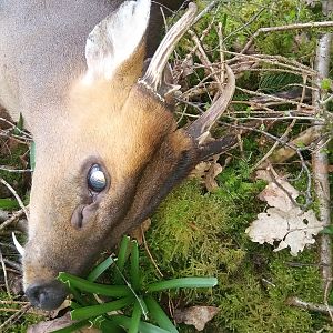 Hunting Muntjac in England