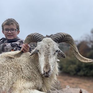 Texas USA Hunt Dall Sheep