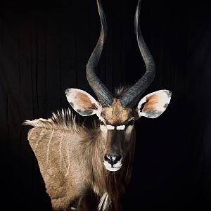 Nyala Shoulder Mount Taxidermy