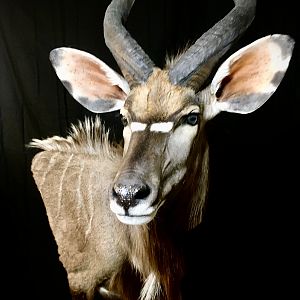 Nyala Shoulder Mount Taxidermy