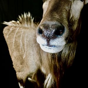 Nyala Shoulder Mount Taxidermy