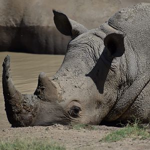 White Rhino South Africa