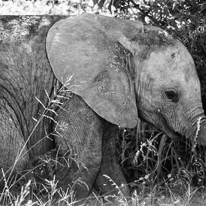 Elephant youngster South Africa