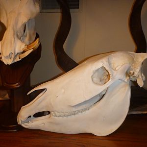 Hartmann's Mountain Zebra European Skull Mount