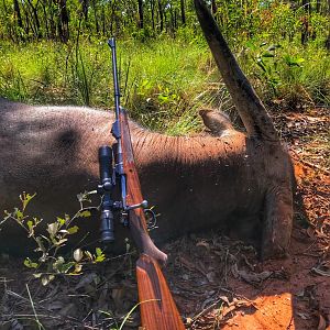 Hunt Asiatic Water Buffalo in Australia