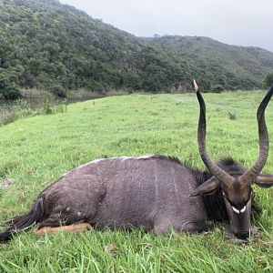 Hunting Nyala in South Africa