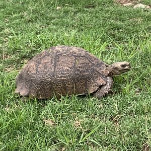 Leopard Tortoise South Africa