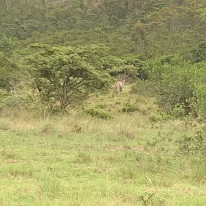 Eland in Coastal Hunting Area South Africa