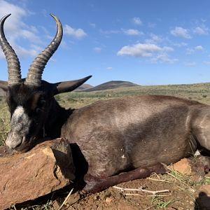 Black Springbok Hunting South Africa