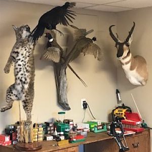 Bobcat & Black hen Pheasant Full Mount Taxidermy