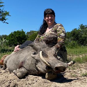 South Africa Hunt Warthog