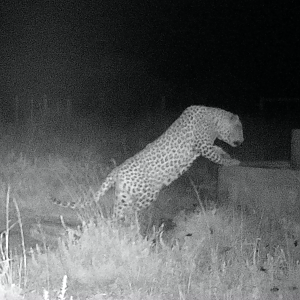 Namibian leopard strolling by