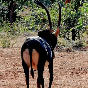 Sable Antelope South Africa