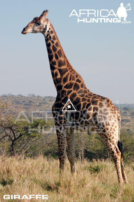 giraffe_perfect_shot_bow.jpg