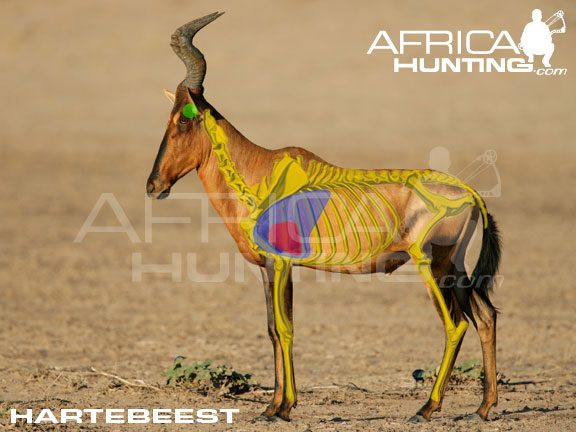 hartebeest_shot_placement_bow.jpg