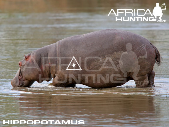 hippopotamus_perfect_shot_bow.jpg