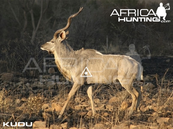 kudu_perfect_shot_bow.jpg