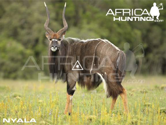 nyala_perfect_shot_bow.jpg