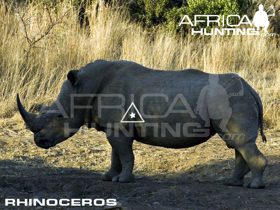 rhinoceros_perfect_shot_bow.jpg