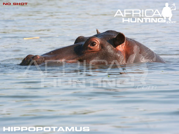 shot_placement_hippopotamus_bow.jpg