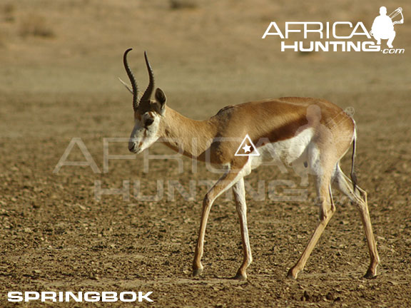 springbok_perfect_shot_bow.jpg