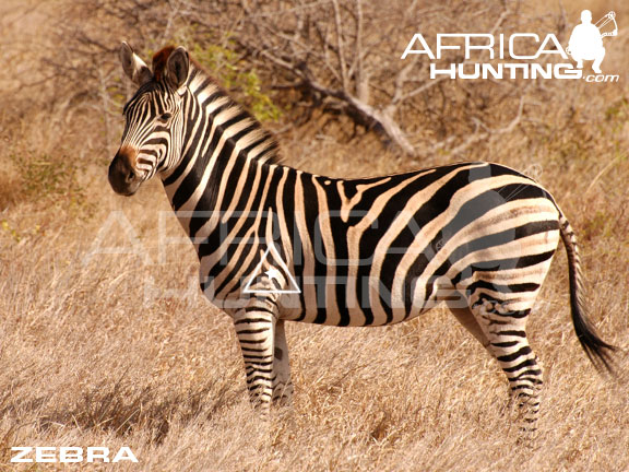 zebra_perfect_shot_bow.jpg