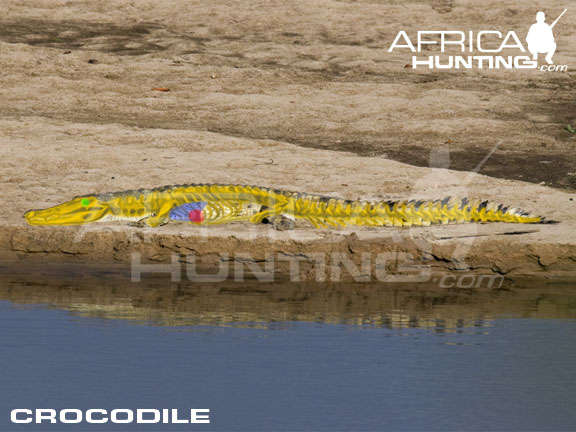 crocodile_shot_placement.jpg