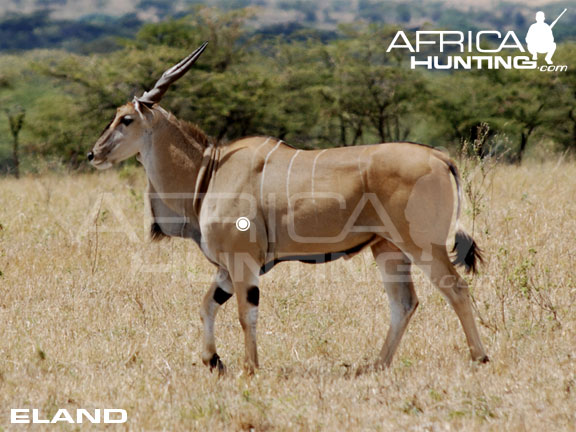 eland_perfect_shot.jpg