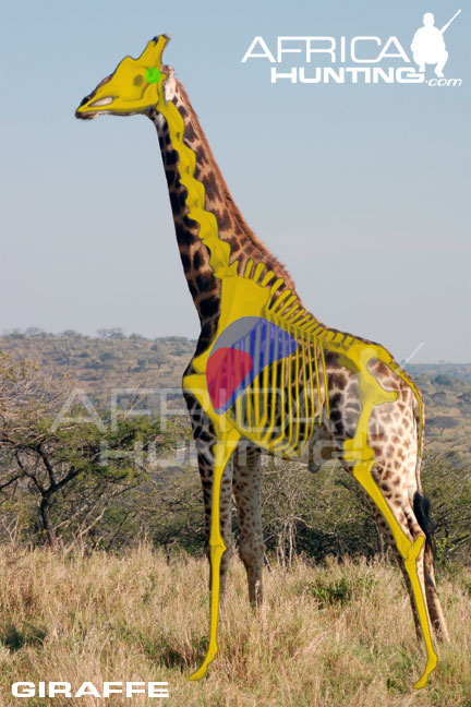 giraffe_shot_placement.jpg