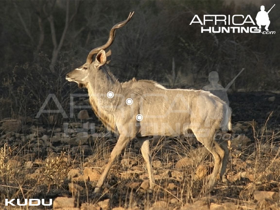 kudu_perfect_shot.jpg