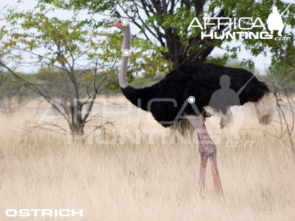 ostrich_perfect_shot.jpg