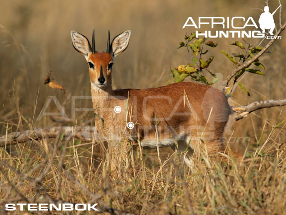 steenbok_perfect_shot.jpg