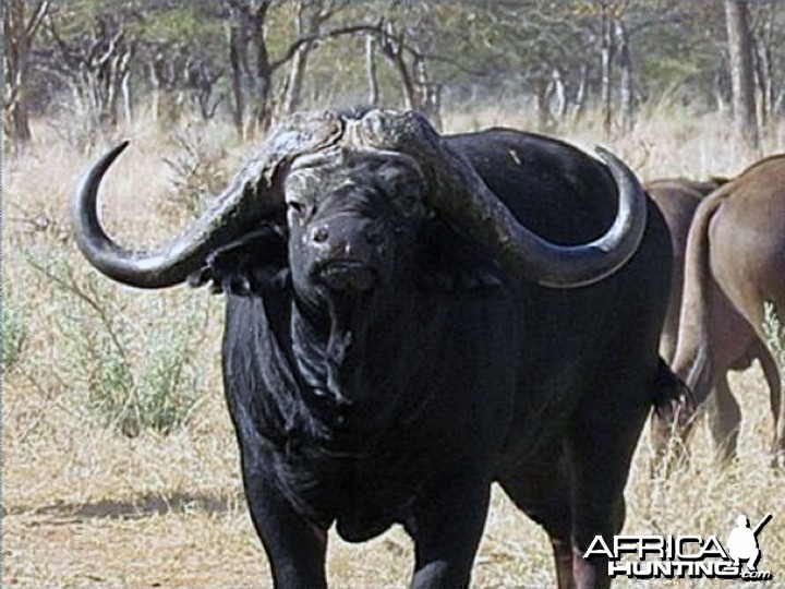 World record price cape buffalo bull | AfricaHunting.com