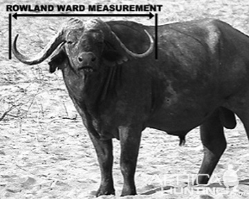 measuring-buffalo-02.jpg