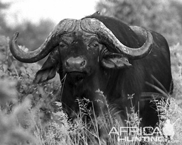 measuring-buffalo-06.jpg