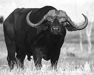 measuring-buffalo-10.jpg